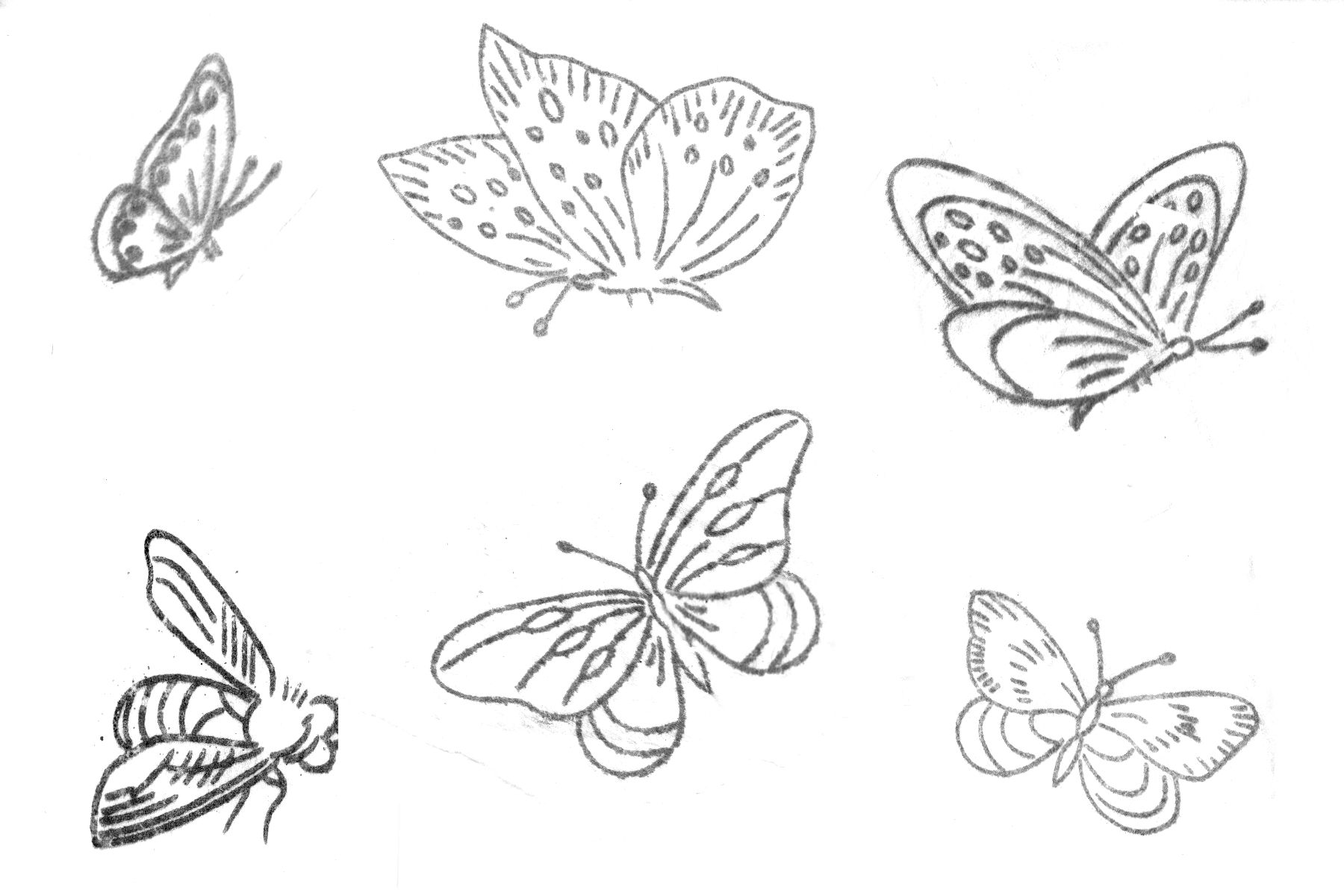 Butterflies and Bug Butterflies and a Bug