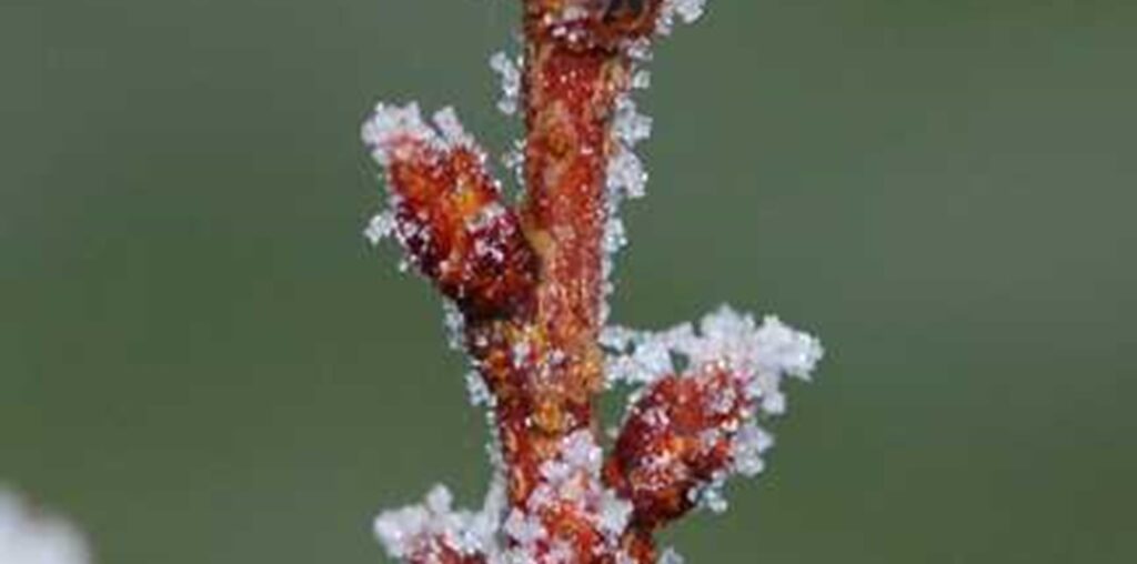 Frostfires and Snow