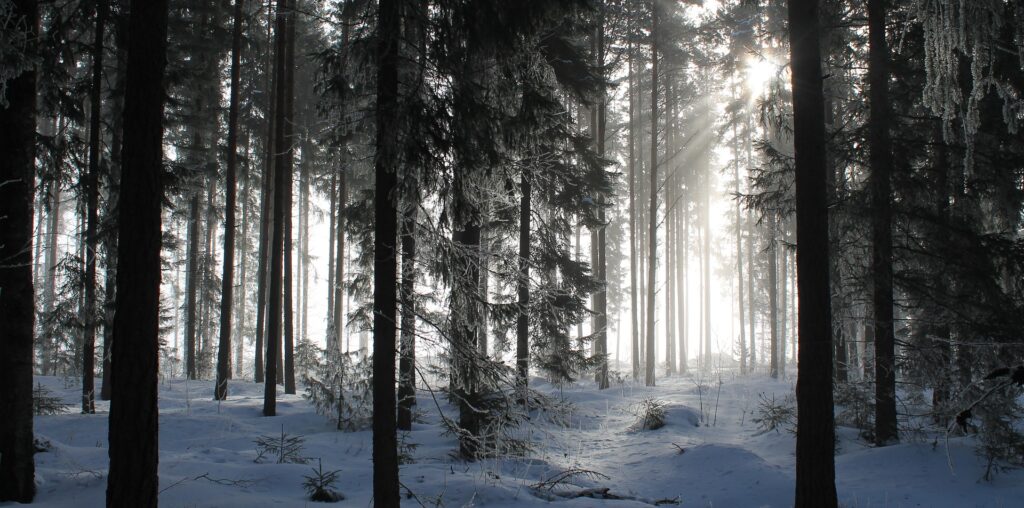 Wintery Woods