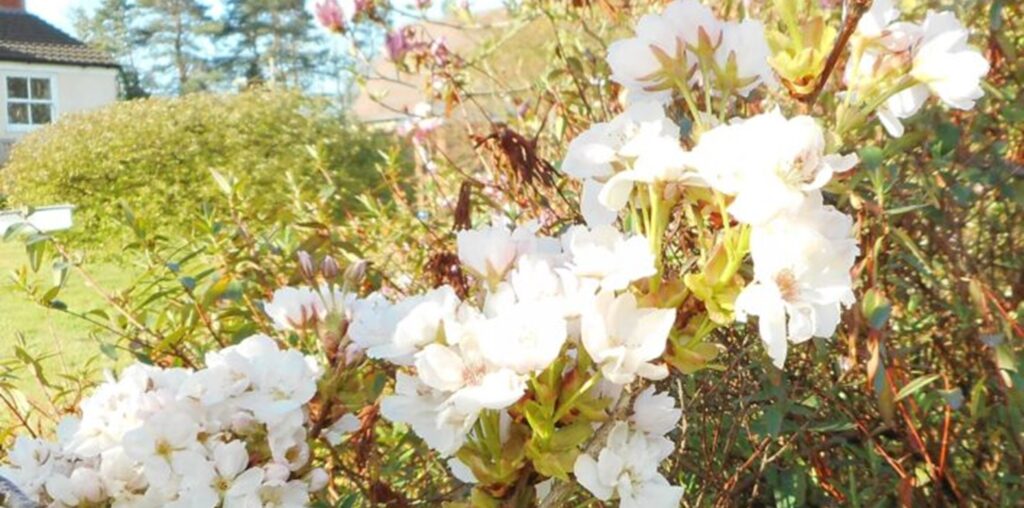 The Signs of Spring