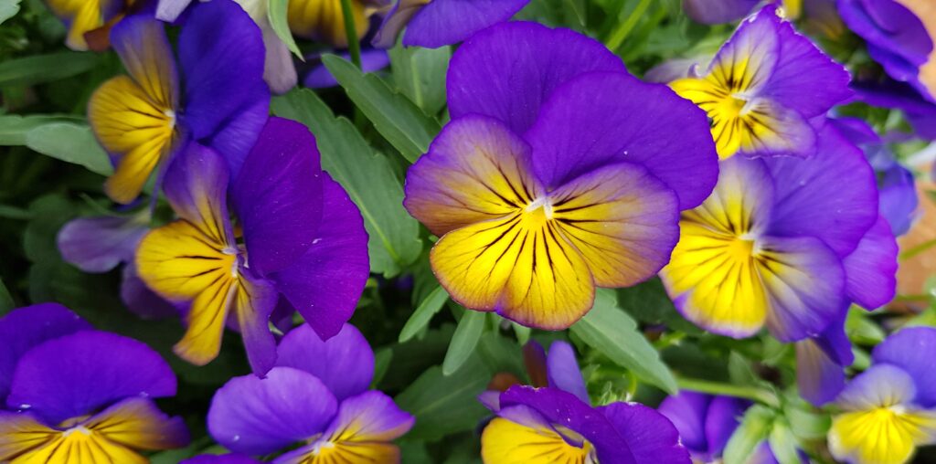 Summer Blooms