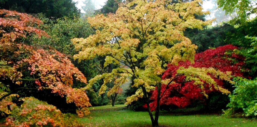 Autumn Leaves