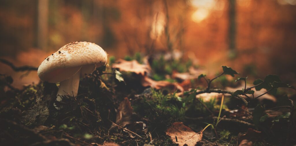 Mushrooms and Toadstools