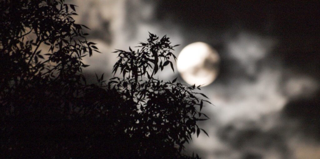 Moonlight and Shadows