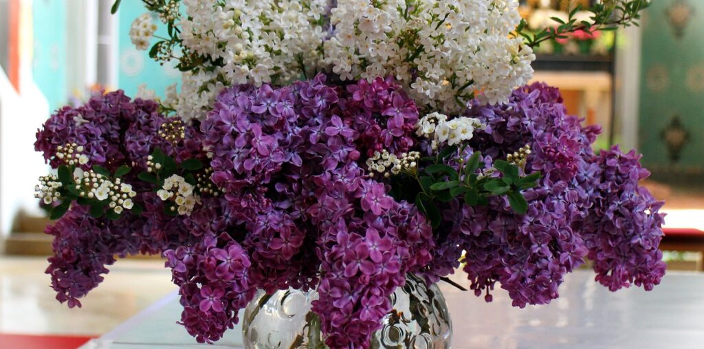 Lilacs and Wisteria