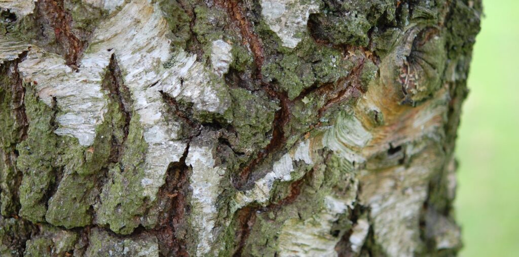 Tree Bark