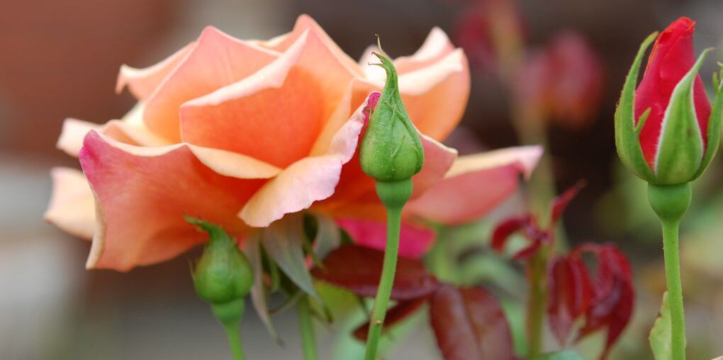Roses