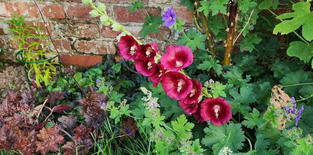 Cottage Gardens