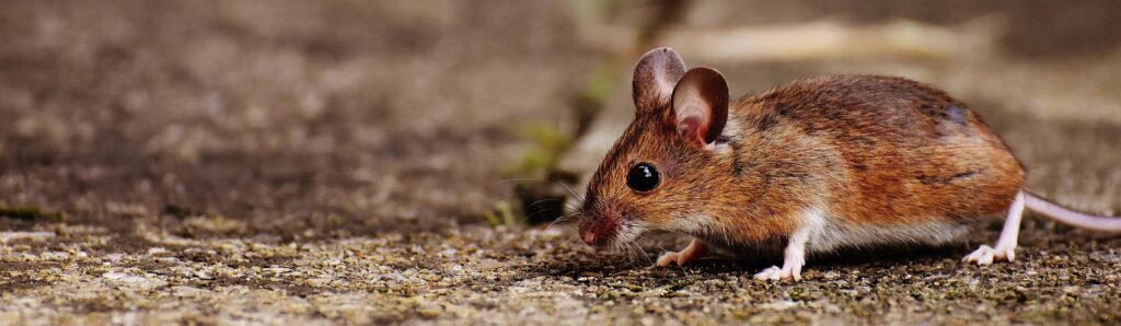 Keeping the Mice at Bay